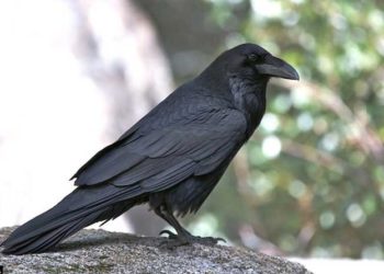 Pourquoi un corbeau croasse ?