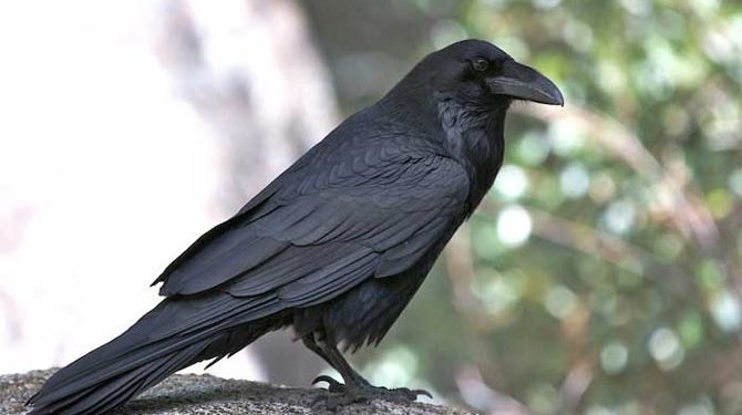 Pourquoi un corbeau croasse ?