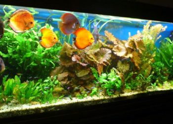 Quel sol pour les discus ?