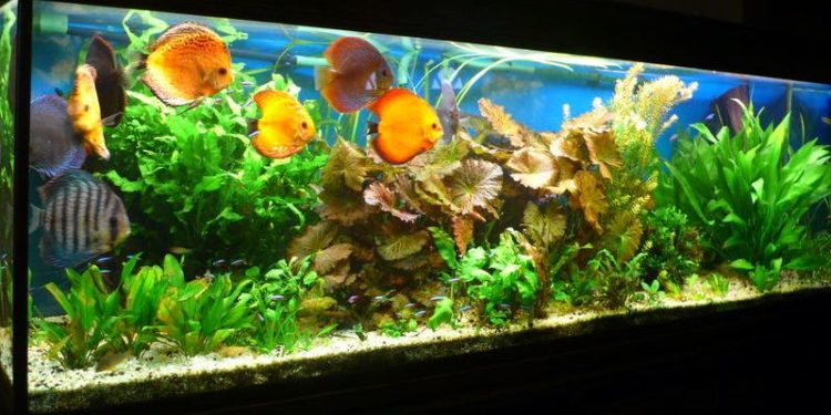 Quel sol pour les discus ?