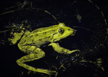 Quelle est la différence entre grenouille et crapaud ?