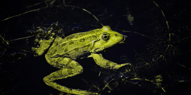 Quelle est la différence entre grenouille et crapaud ?