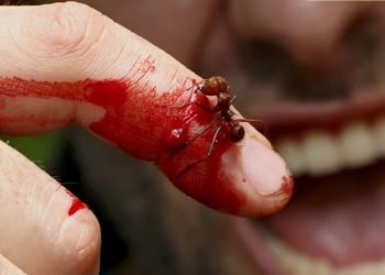 Est-ce que la fourmis est un animal ?