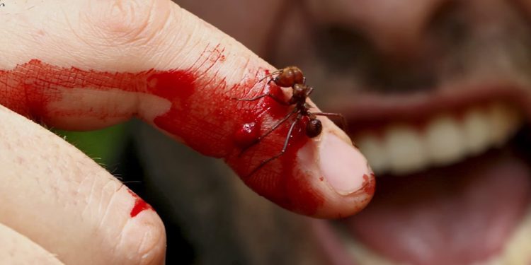 Est-ce que la fourmis est un animal ?