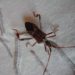 Comment identifier un insecte volant ?