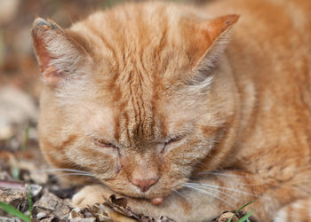 Comment savoir si mon chat a un kyste ?