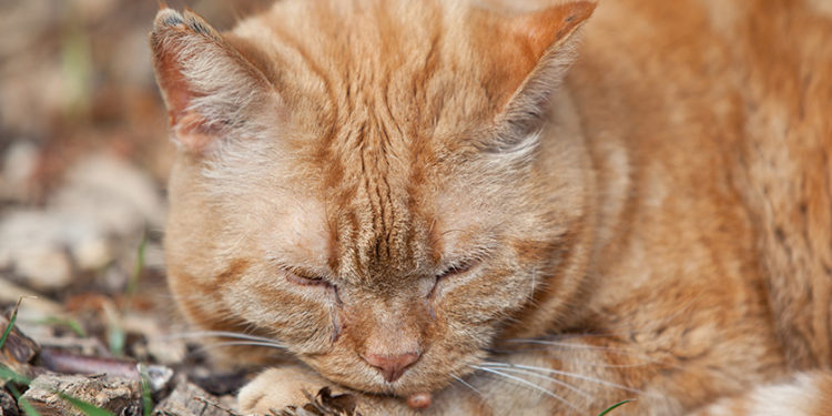 Comment savoir si mon chat a un kyste ?