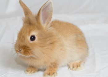 Quel lapin nain est le plus affectueux ?