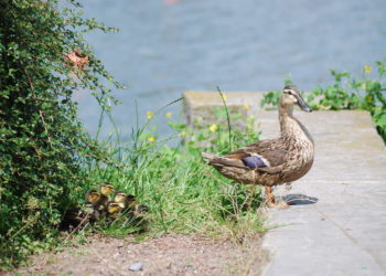 Comment la cane nourrit ses canetons ?
