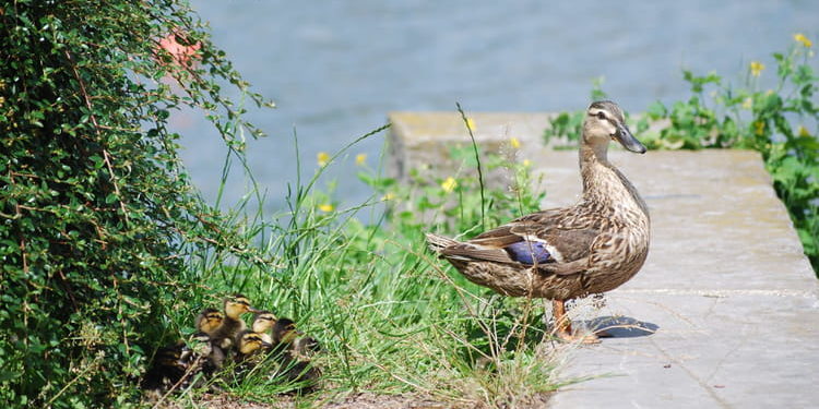 Comment la cane nourrit ses canetons ?