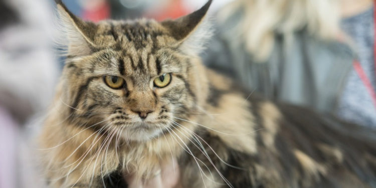 Quel chat choisir mâle ou femelle ?