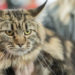 Quel chat choisir mâle ou femelle ?