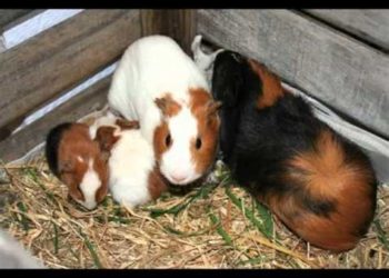 Comment naissent les bébés cochon d'Inde ?