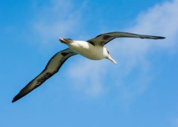 Quel est le plus grand oiseau du monde ?