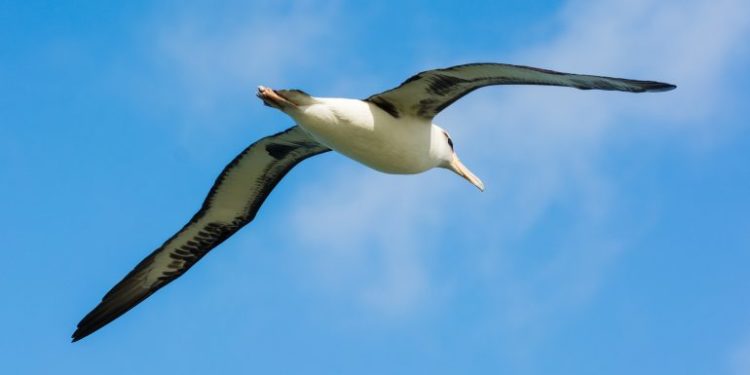 Quel est le plus grand oiseau du monde ?