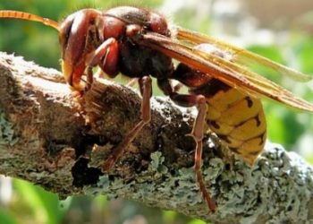 Qu'est-ce qui attire les frelons asiatiques ?