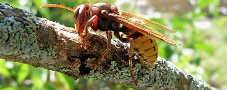 Qu'est-ce qui attire les frelons asiatiques ?