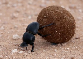 Quel est l'insecte le plus propre au monde ?