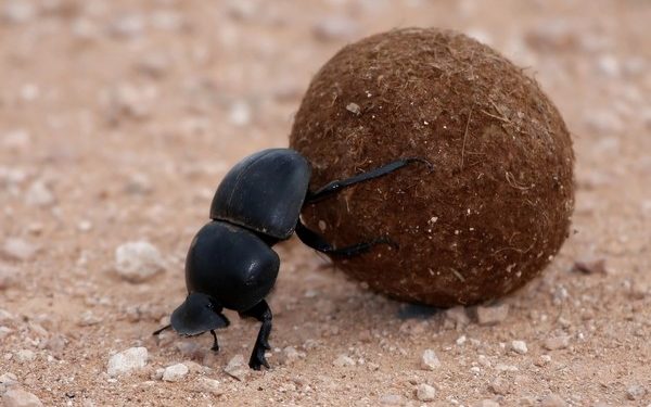 Quel est l'insecte le plus propre au monde ?