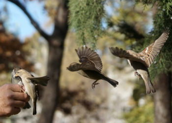 Quelle est la meilleure application pour reconnaître les oiseaux ?