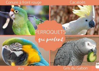 Quel est le perroquet qui parle le mieux ?