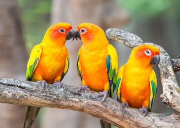 Quelle est le meilleur perroquet ?