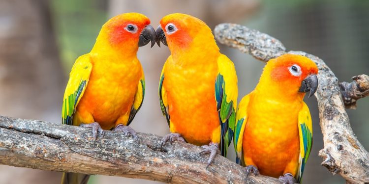 Quelle est le meilleur perroquet ?