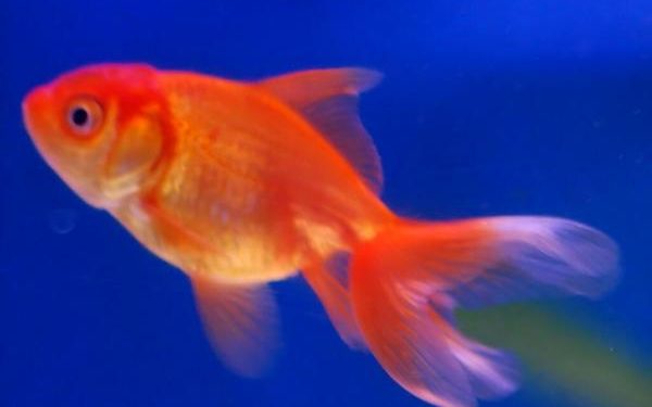 Pourquoi les poissons rouges se poursuivent ?