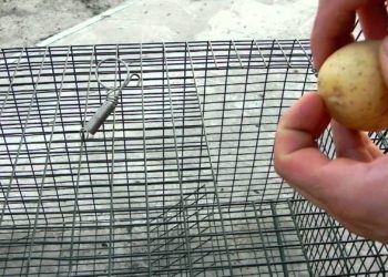 Comment attirer les rats taupier ?