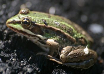 Où la grenouille Pond elle ?