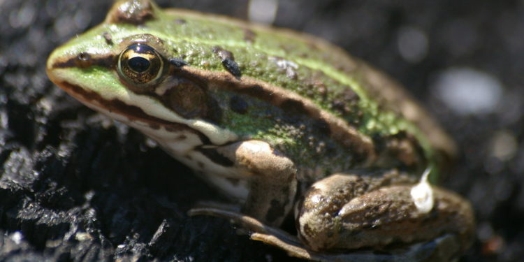 Où la grenouille Pond elle ?