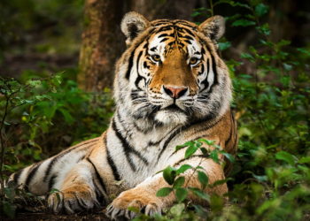 Quel sont les proies du tigre ?