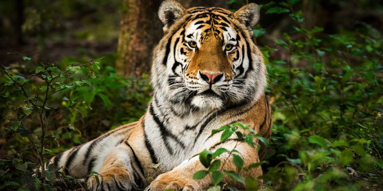 Quel sont les proies du tigre ?