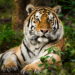 Quel sont les proies du tigre ?