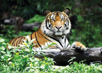 Où vivent les tigres en Inde ?