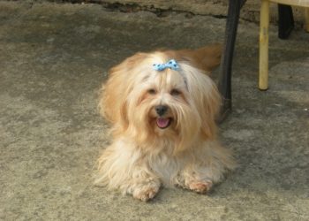 Est-ce que le Bichon Havanais aboie beaucoup ?