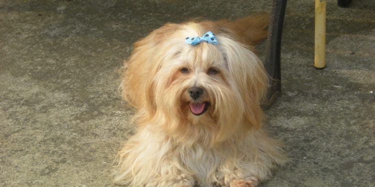 Est-ce que le Bichon Havanais aboie beaucoup ?