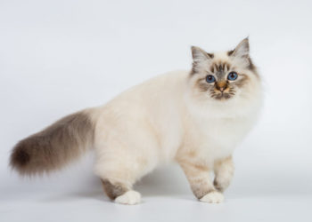 Quel est le caractère du chat Sacré de Birmanie ?