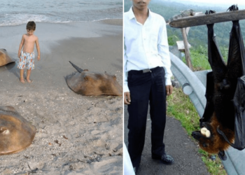 Pourquoi le staff est dangereux ?