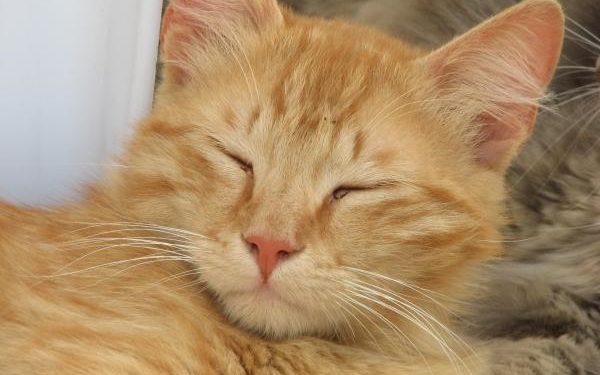 Comment savoir si un chat est angora ?