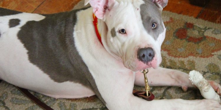Comment reconnaître un pitbull red nose ?