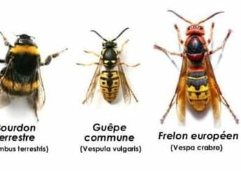 Comment différencier une abeille une guêpe et un frelon ?