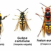 Comment différencier une abeille une guêpe et un frelon ?