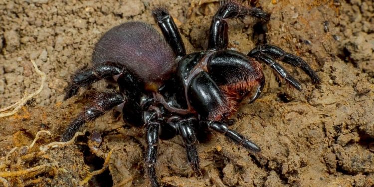 Comment savoir si une araignée dangereuse ?