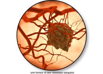 Comment savoir si mon chien a une tumeur au testicule ?