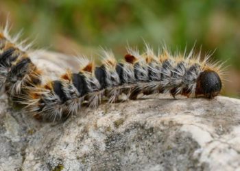 Comment savoir si une chenille est dangereuse ?