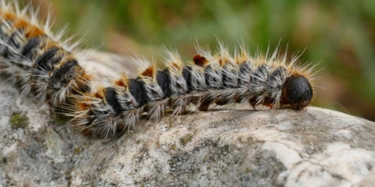 Comment savoir si une chenille est dangereuse ?