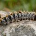 Comment savoir si une chenille est dangereuse ?