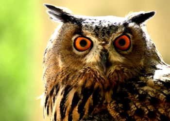 Quel est le bruit du hibou ?