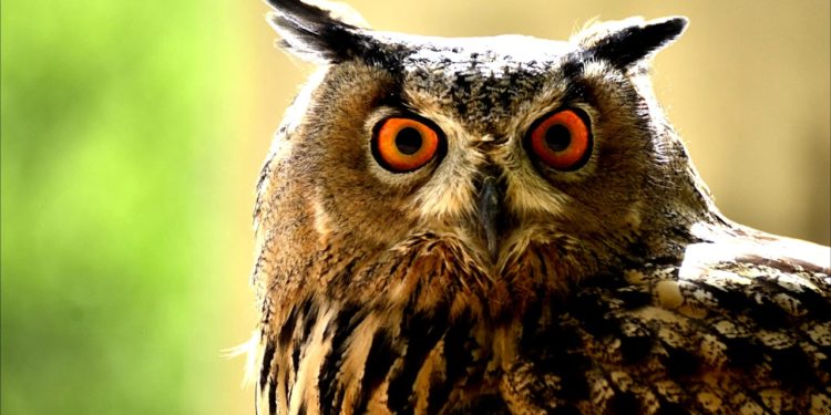 Quel est le bruit du hibou ?